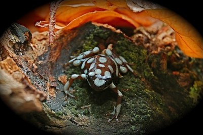 E mysteriosus 2.JPG (70.25 KiB) Visad 4725 gånger Stöddig liten krabat :)