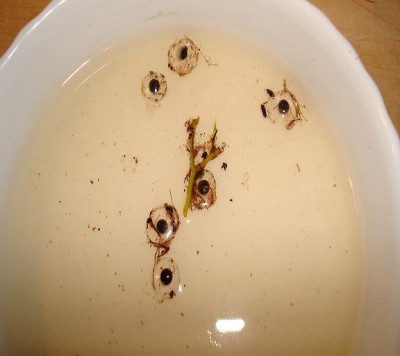 Äägg_II.JPG