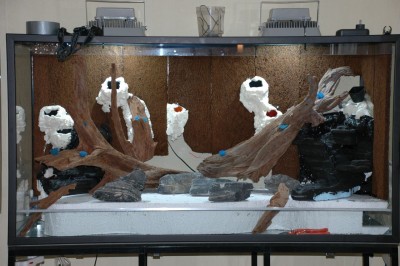 test rötter igen.jpg