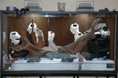 test rötter o sten.jpg