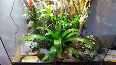 Terrarium.jpg