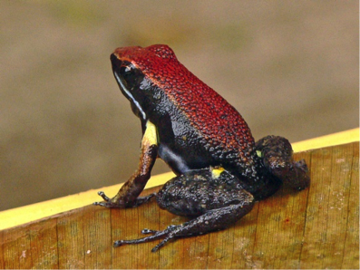 zaparo.png