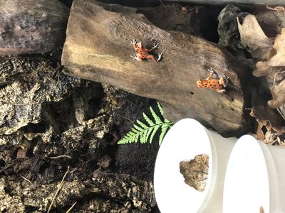 Grodintroduktion med spelande efter 32,5 sekunder