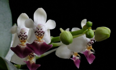 Phalaenopsis parishi - en liten rackare ...