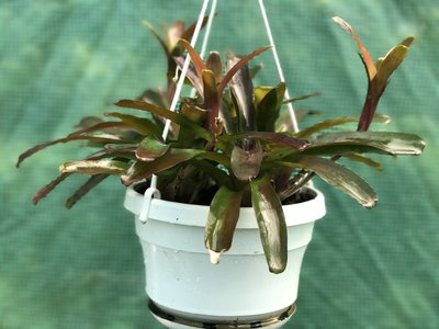 IMG_5979.JPG (3.51 MiB) Visad 24771 gånger Bromelia som trivs i sommarvärmen ...