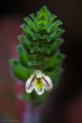 Fittonia albivenis