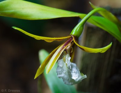 Encyclia polybulbon