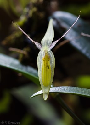 Pleurothallis nuda