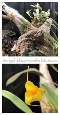 AD49D25B-9885-4168-9429-55B2A58030D5.jpeg (2.57 MiB) Visad 13061 gånger Fin blomma med onödig text ...