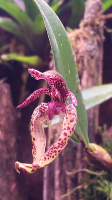 21A9199F-CB9E-46ED-B46B-2729175AC581.png (2.19 MiB) Visad 10513 gånger bulbophyllum lasiochilum