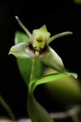 Coelogyne fimbriata
