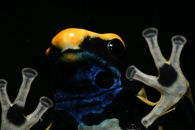 Dendrobates tinctorius, "Regina". Foto &amp; Copyright Peter Nyman