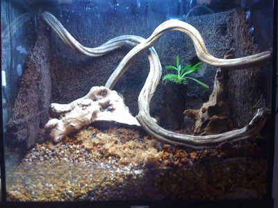 Dags för inredning. Rötter och lianer sätts på plats.