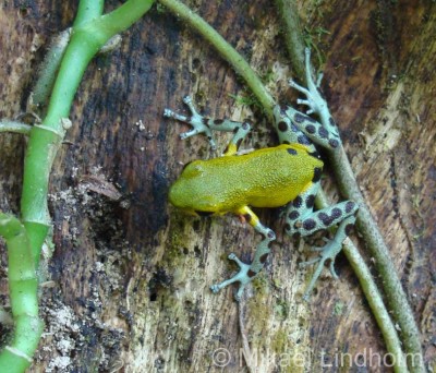 Oophaga pumilio 'Isla Colon', Bluff Beach