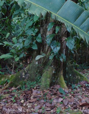 Habitat för groda nr:2