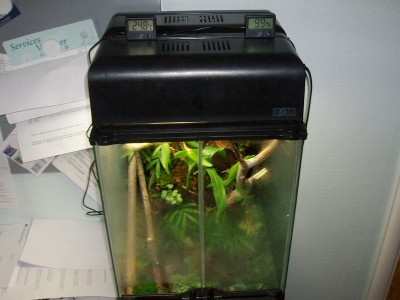Denna bild visar en morgon bild på terrariet, ca10min efter det att armaturerna tänds. Titta på temperaturen och luftfuktigheten =-)