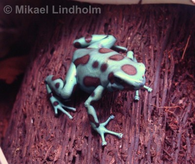 Dendrobates auratus 'Panama Special'