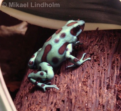 Dendrobates auratus 'Panama Special'