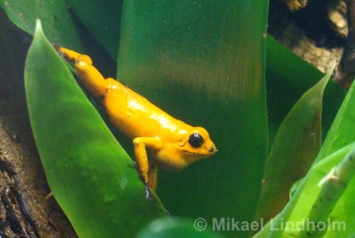 Oophaga pumilio 'El Dorado'