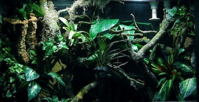 Kvällsljus hos ödlorna.JPG