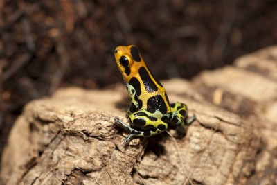 Ranitomeya imitator