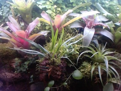 bromelior.JPG