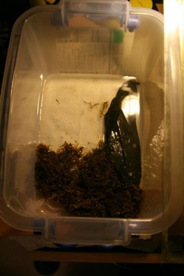 "Uppgångs terrariet"