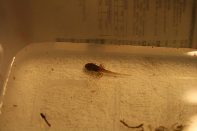 Ynglet, E. Tricolor