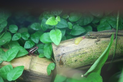 Epipedobates tricolor, Phelsuma robertmertensi.jpg