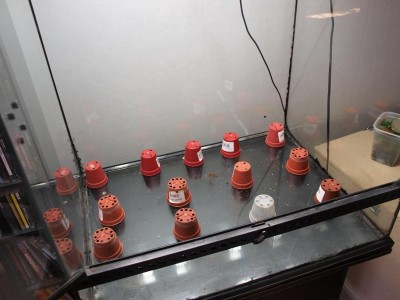 Jag väljer att stötta upp falskbottnen med hjälp av små krukor, ger utmärkt stöd åt bergogolvet.