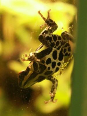 Kopia av PICT1060.JPG