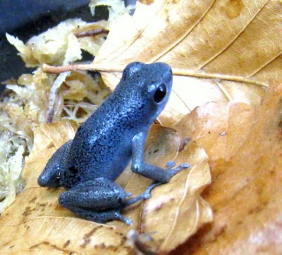 Oophaga pumilio 'Cauchero'