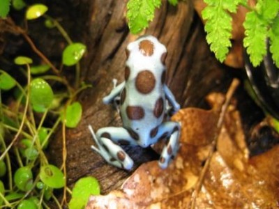 D. auratus 'Panama Special'