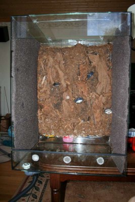 Bakgrunden färdigtäckt samt efiweb satt på sidorutorna. Efiwebben delade jag mitt i tu så att den bara blev 1 cm tjock.