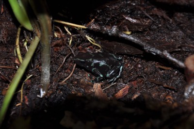 Auratus -black-7.JPG