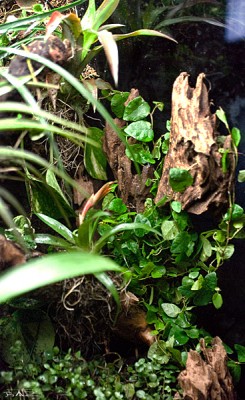 rainforest_100818_Sidan.jpg