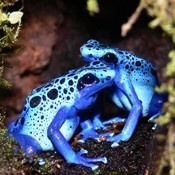 Dendrobates tinctorius 'Azureus'