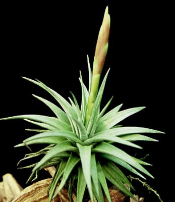 Tillandsia espinosae (Vriesea)