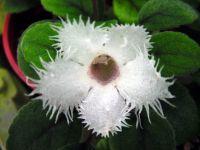 Alsobia dianthiflora