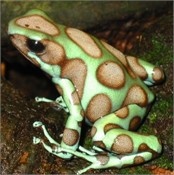 Dendrobates auratus 'Panama special'