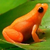 0.0.15 Mantella aurantiaca