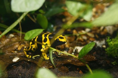 det kan bara vara en hona om man kollar skutet som hänger ner