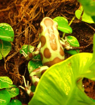 Auratus Birkhahn.jpg