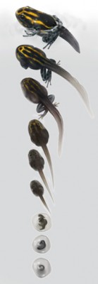 Ska göra en sista bild i utvecklingsserien.<br />Måste även fixa fötter å tår, som är slarvigt gjorda. Sedan lite färgjustering och storlekskoll.