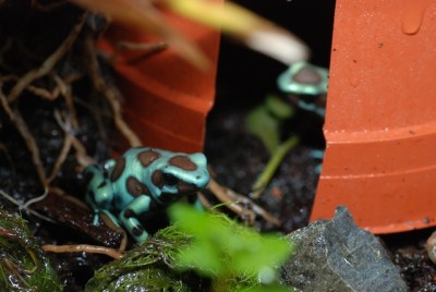 Båda grisarna tillsammans