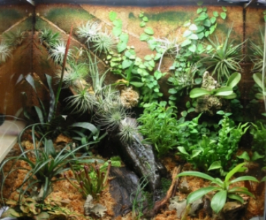 Terrariet i nuvarande skick