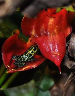 R.imitator cainarachi på en Anturium lentini red.