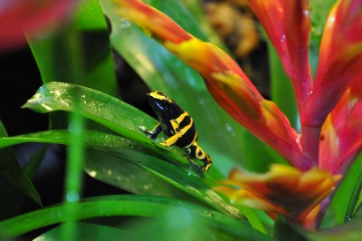 D. leucomelas på en Vriesa hybr.