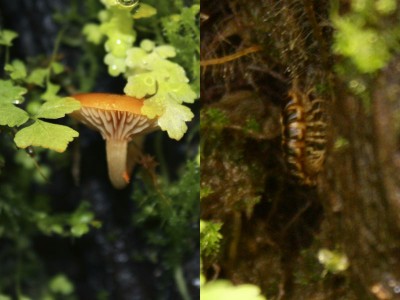 Lite liv är det i burken.<br />Fick syn på en tusenfoting idag, måste följt med någon av växterna jag köpt från Bens jungle.