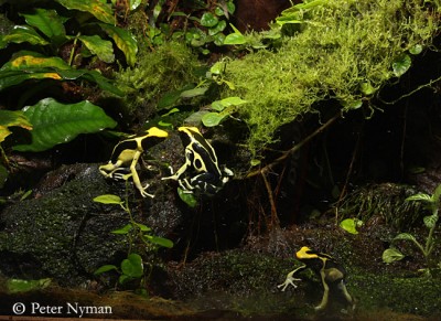 Pilgiftsgrodor, Knutte, Vera &amp; Velvet, 2008-10-16